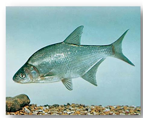 Tatlı su gümüş balığı